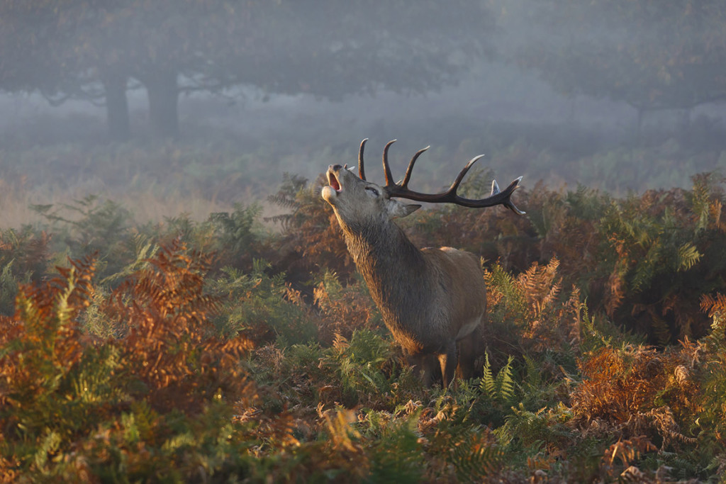 national-geographic-photo-contest-2014 (6)