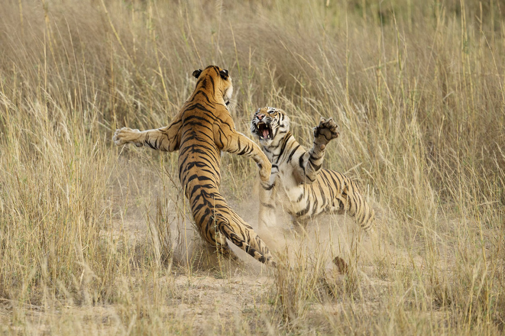 national-geographic-photo-contest-2014 (7)